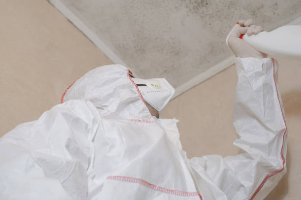 Best Mold Damage Repair  in Terre Du Lac, MO