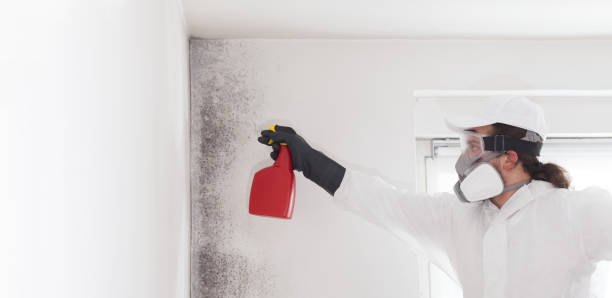 Best Mold Removal Company Near Me  in Terre Du Lac, MO