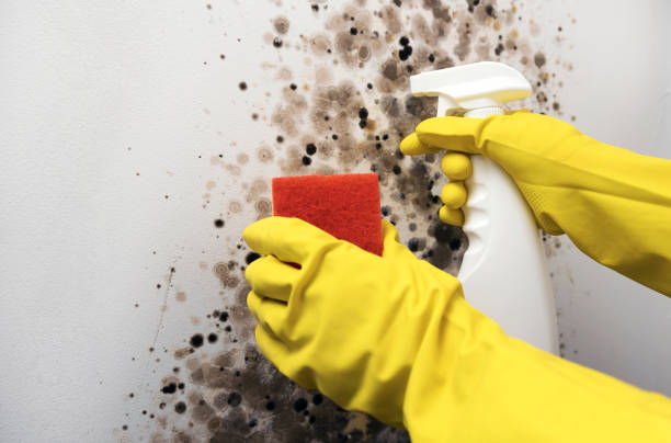 Best Commercial Mold Removal  in Terre Du Lac, MO